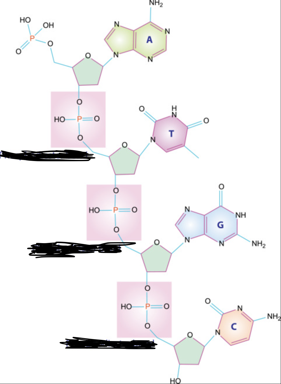 <p class="">What is the name of the bonds that form between nucleotides on a single chain between phosphate groups and sugars? <br>The <strong>__________ _____</strong> forms between the <strong>phosphate group</strong> of one nucleotide and the <strong>3' hydroxyl (–OH)</strong> group on the sugar of the previous nucleotide. Specifically, it connects the <strong>5' carbon</strong> of one sugar (where the phosphate is attached) to the <strong>3' carbon</strong> of the next sugar.</p>