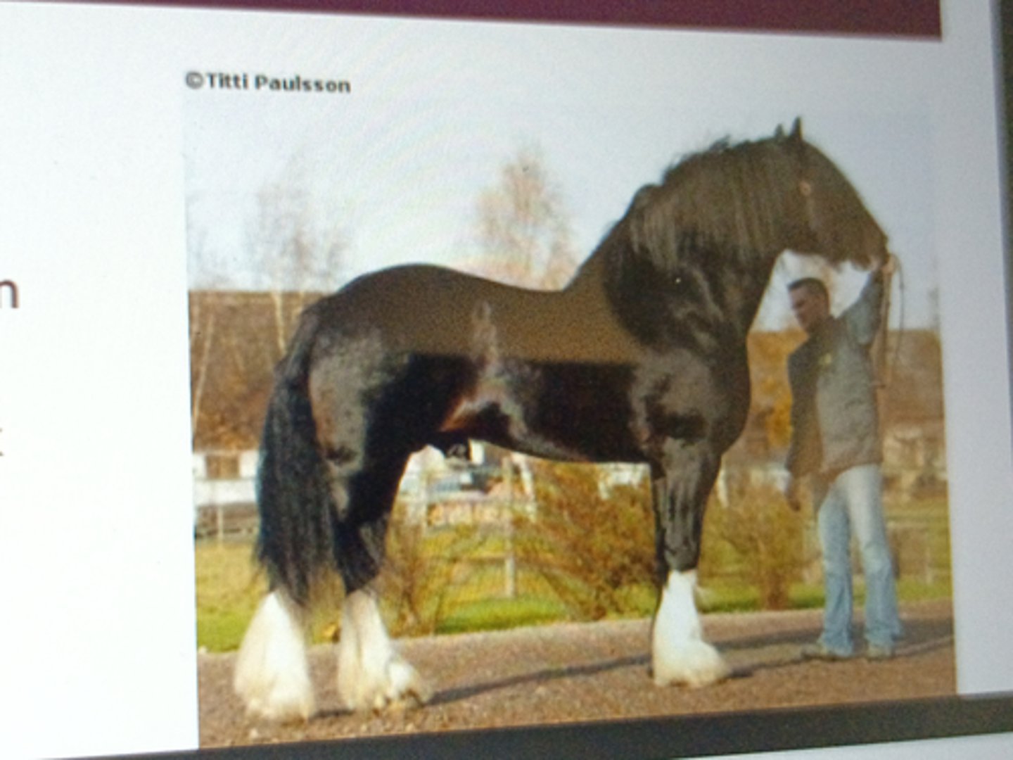 <p>Largest and most</p><p>powerful draft horse in</p><p>Britain</p><p>¡ Nose is rather convex</p><p>¡ Height: 16.2-17.2hs</p>