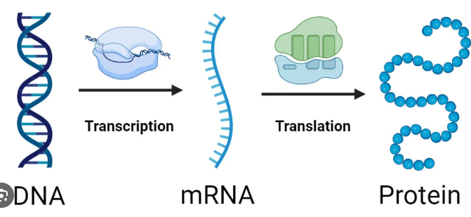 <p>The process in which information from a gene is used by the cell to produce a functional product.</p>