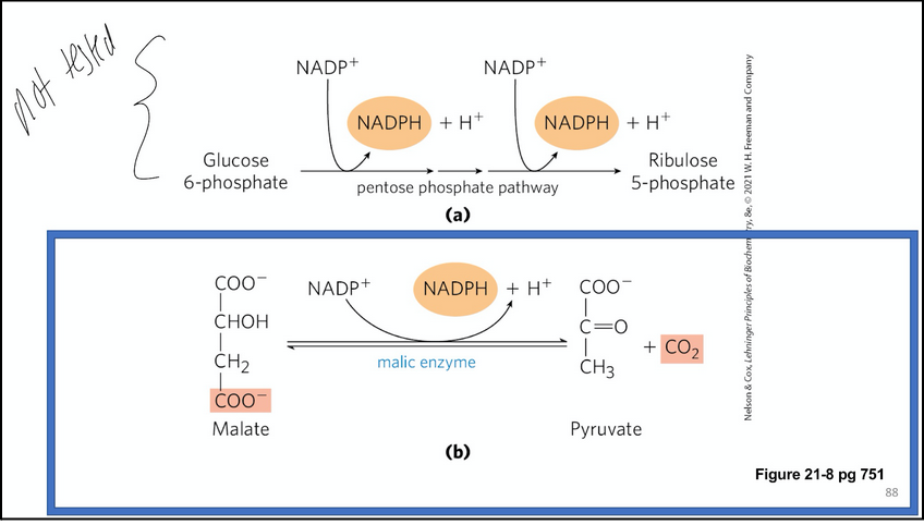 <ul><li><p>pentose phosphate pathway</p></li><li><p>malic enzyme (citrate-malate shuttle)</p></li></ul><p></p>