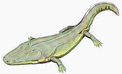 <p>Extinct</p><p>more aquatic,flat immobile skull, had 4 fingers</p><p>Derpy flat dino</p>