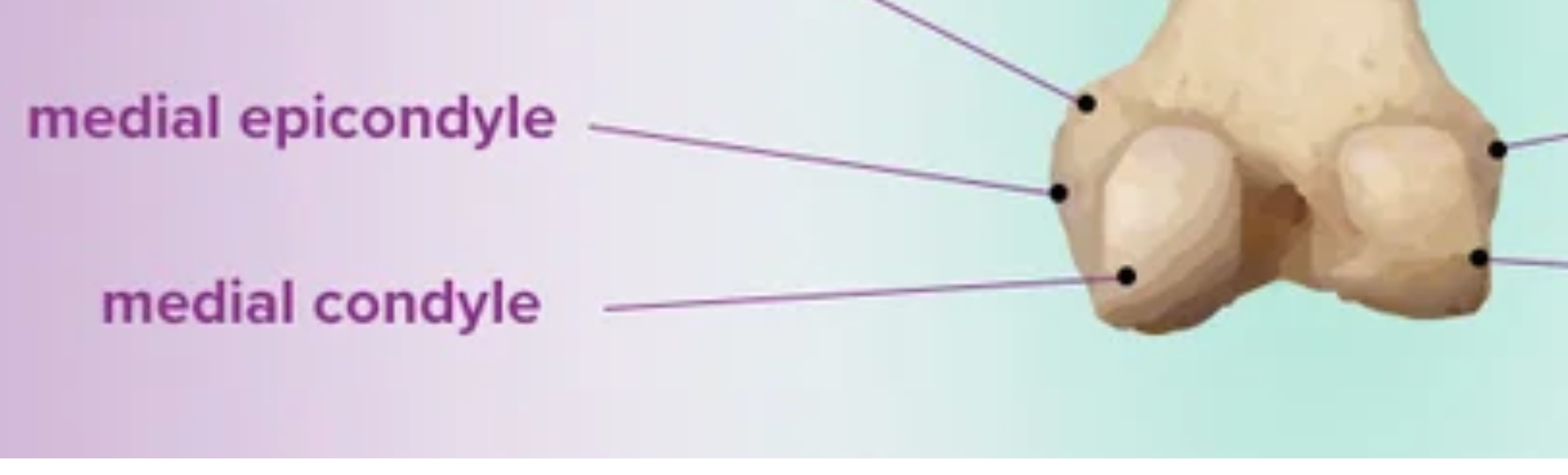 <p>The smooth surface area at the end of a bone where one bone connects to another and forms part of a joint</p>