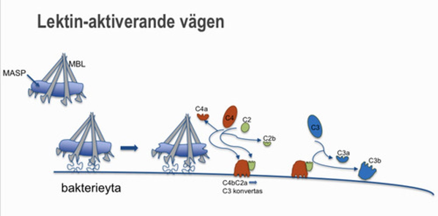 <p>- Kräver mannos bindnande lektiner som binder till NAG i cellvägg<br>1. Det inbundna enzymet MASP aktiveras och klyver C4 och C2 till C3-konvertas<br>2. C3-konvertas klyver C3 till C3a och C3b <br>3. C3b opsoniserar bakterier</p>