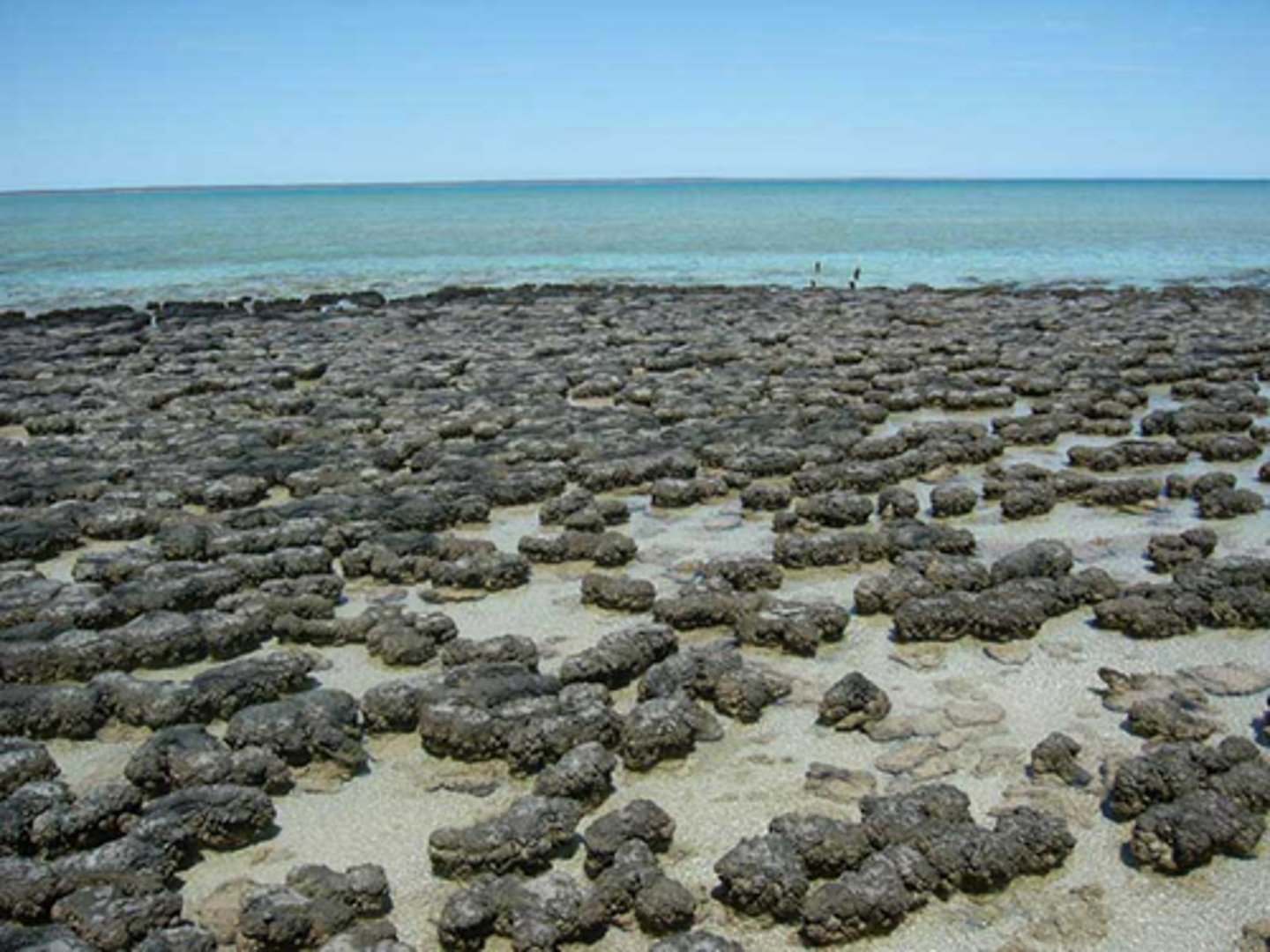 <p>Oldest known fossils formed from many layers of bacteria and sediment.</p>