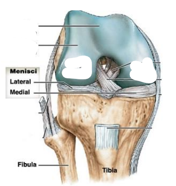 <p>What is the knee joints composed of?</p>