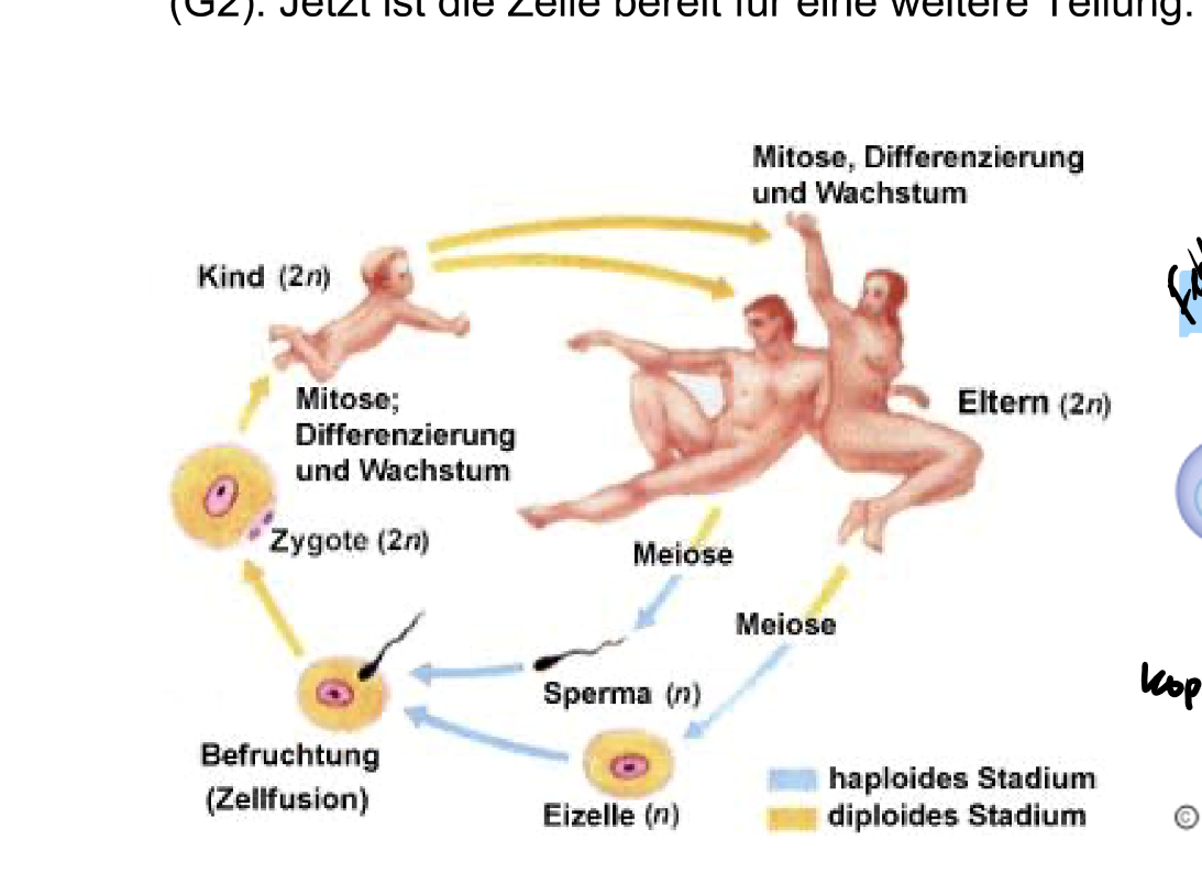 <p>Erkläre.</p>