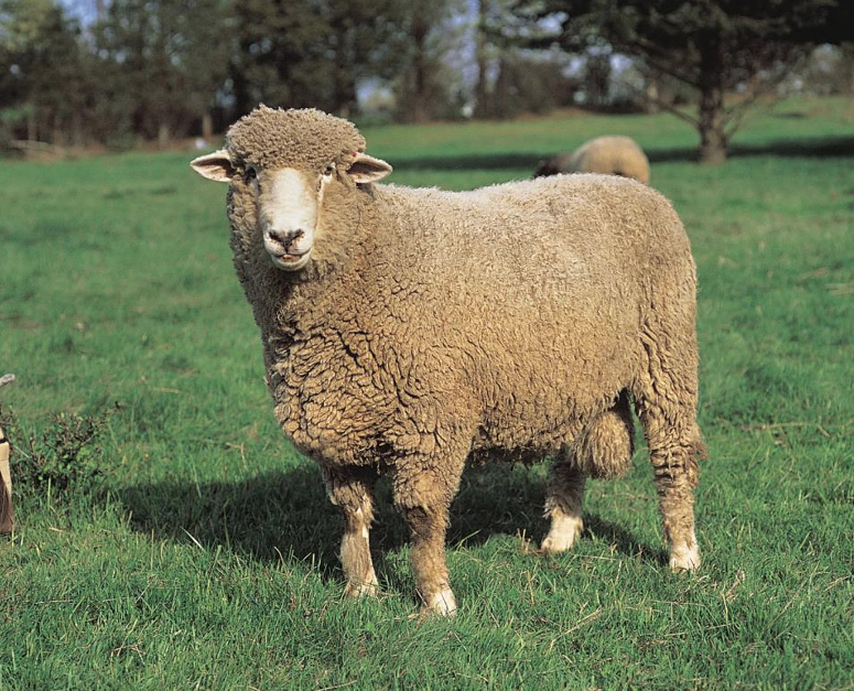<ul><li><p><strong>Lincoln x Merino</strong></p><ul><li><p>Created in <strong>New Zealand</strong></p></li></ul></li><li><p>Dark pigmentation on Feet and Nose</p></li></ul><p></p>