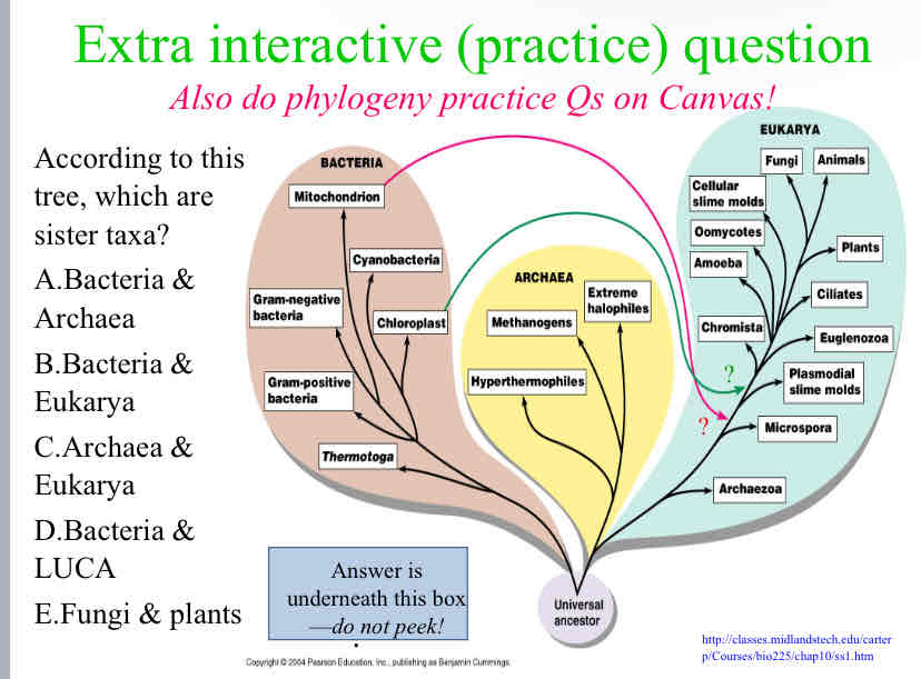 <p>According to this tree, which are sister taxa?</p>