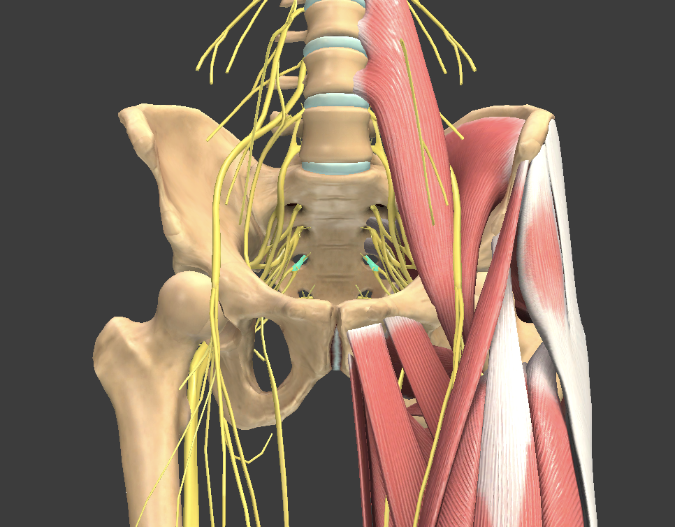 <p>What structure is shown?</p>