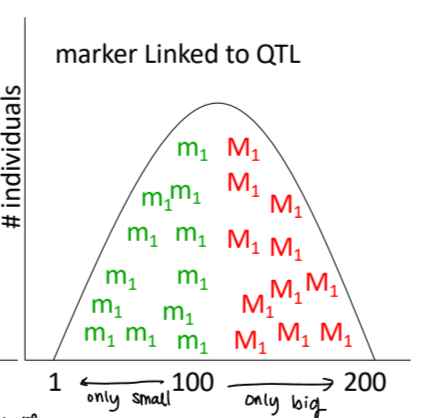 <p>association between certain marker and trait</p>