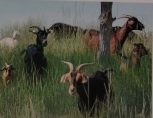 <p>crossbreeding saanen, toggenburg and nubian bucks with feral does. kikos are a new zealand breed. meat purposes. came to us in 1995 and is gaining popularity. kikoes are easy to keep breed known for hardiness and rapid growth. suited to varieous climates and have increased parasite resistance, and yield a high carcass weight.</p>