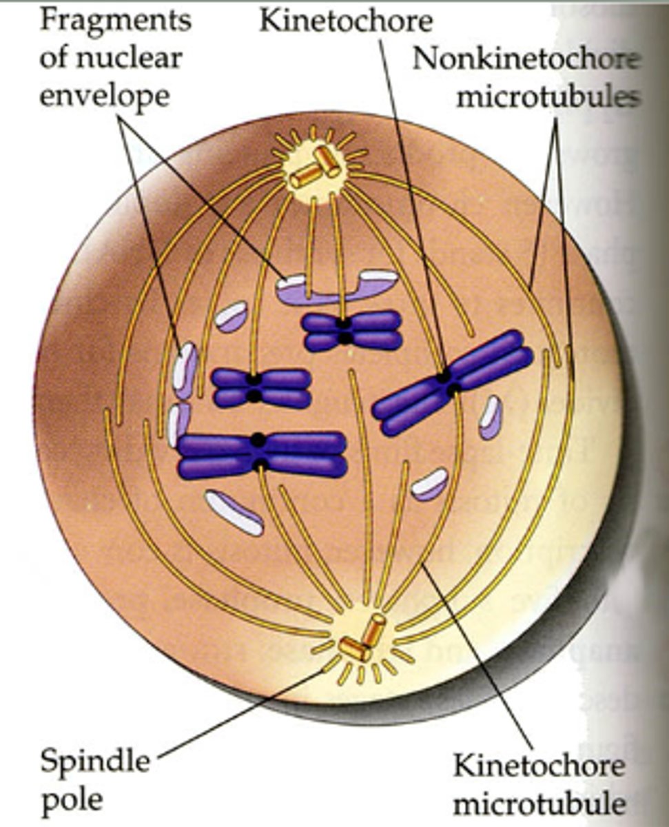 <p>1. The nuclear envelope breaks into fragments.</p><p>2. Some of the spindle fibers reach the chromosomes and attach to kinetochores, structures made of proteins and specific sections of DNA at the centromeres.</p><p>3. Nonkinetochore microtubules overlap with those coming from the opposite pole.</p>