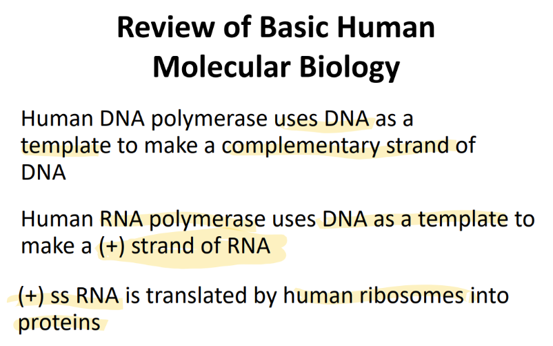 <p>uses DNA template </p><p>makes COMPLEMENTARY DNA strand </p>