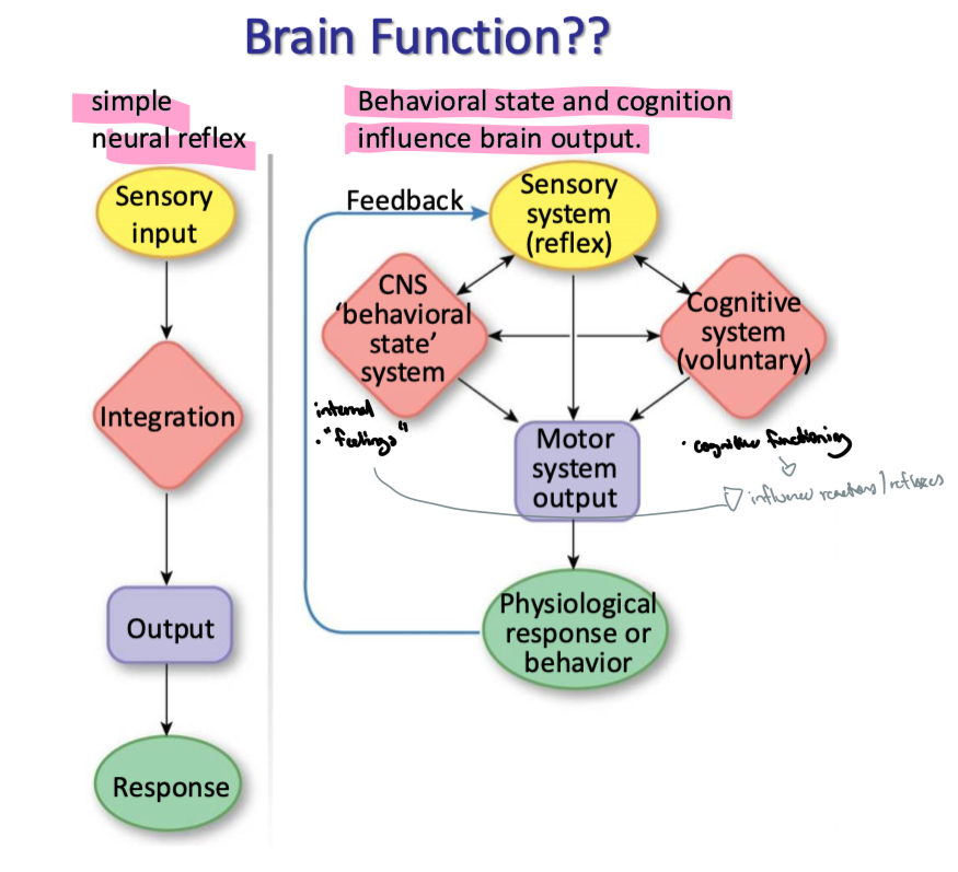 <p>true → internal feelings and cognitive functioning influence reactions, reflexes and each other</p>