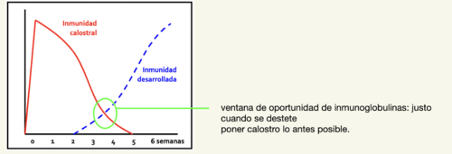 <p>justo cuando se destete</p>