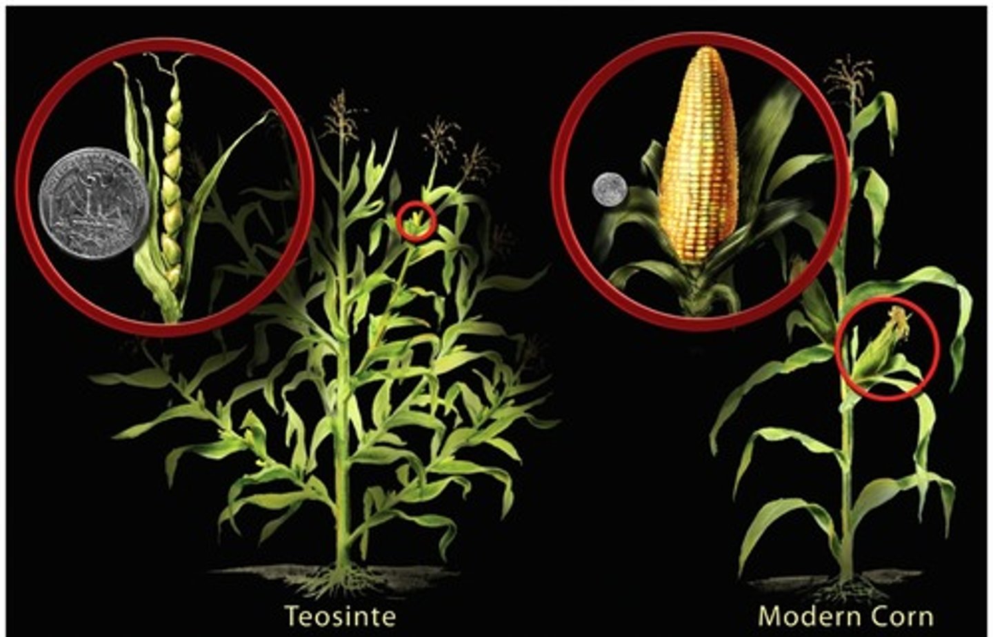 <p>A wild grass found in the highlands of Mexico, is the wild ancestor of maize (corn)</p>