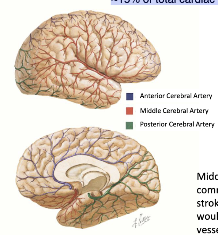 <p>blood supply to the brain:</p><ul><li><p>% from internal carotid</p></li><li><p>% from vertebral arteries</p></li><li><p>% of total cardiac output</p></li></ul><p></p>