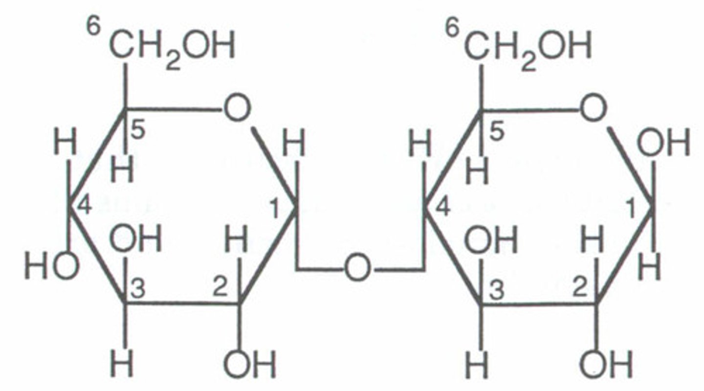 <p>-the number 1 carbon in one monosaccharide is bound to the number 4 carbon in another monosaccharide</p><p>-(points of hexagon right next to each other)</p>