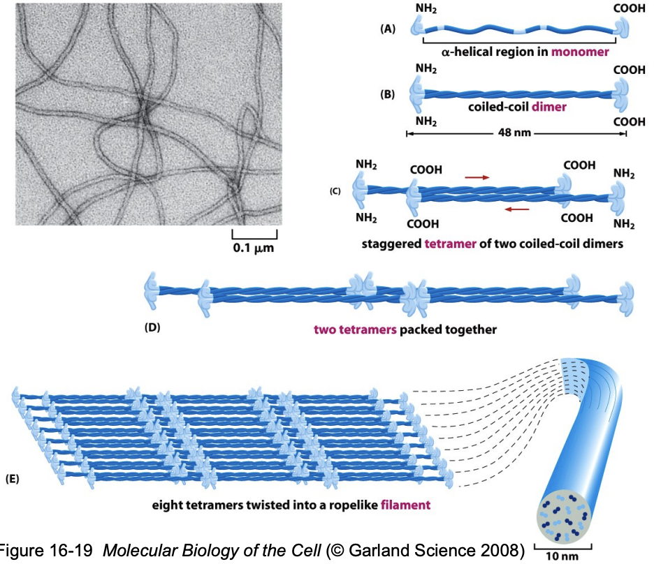 \
* Soluble tetramers can be isolated from cells, suggesting that this is the basic building block, or functional subunit, of the filament. 
* The soluble pool of IF tetramer in the cell is very small: 1-5% of the total intermediate filament protein. (In contrast, \~40% of actin is present as monomer subunits.) 
* There appears to be a direct, random exchange between the pool of IF subunits and those in the insoluble filaments in the cell; the dynamics of these filaments are very modest compared to actin filaments and microtubules.