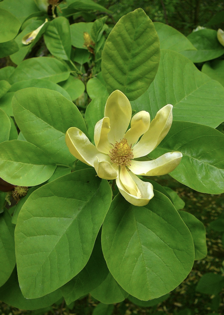 <p><em>Magnolia acuminata</em></p><p>Magnoliaceae</p>
