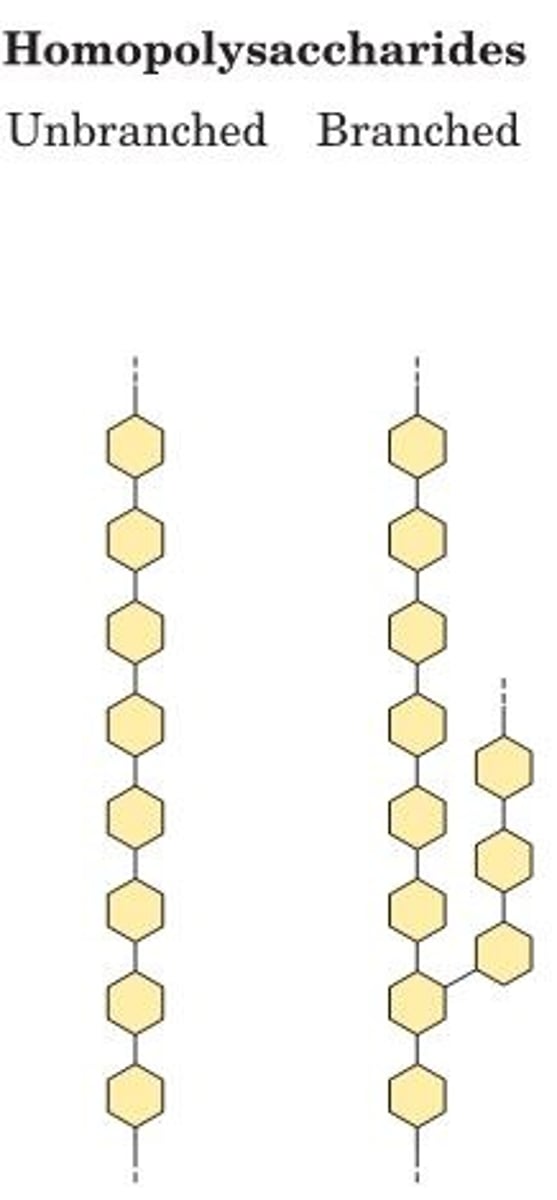 <p>contain only a single monomeric sugar species<br>-Serve as storage forms and structural elements</p>