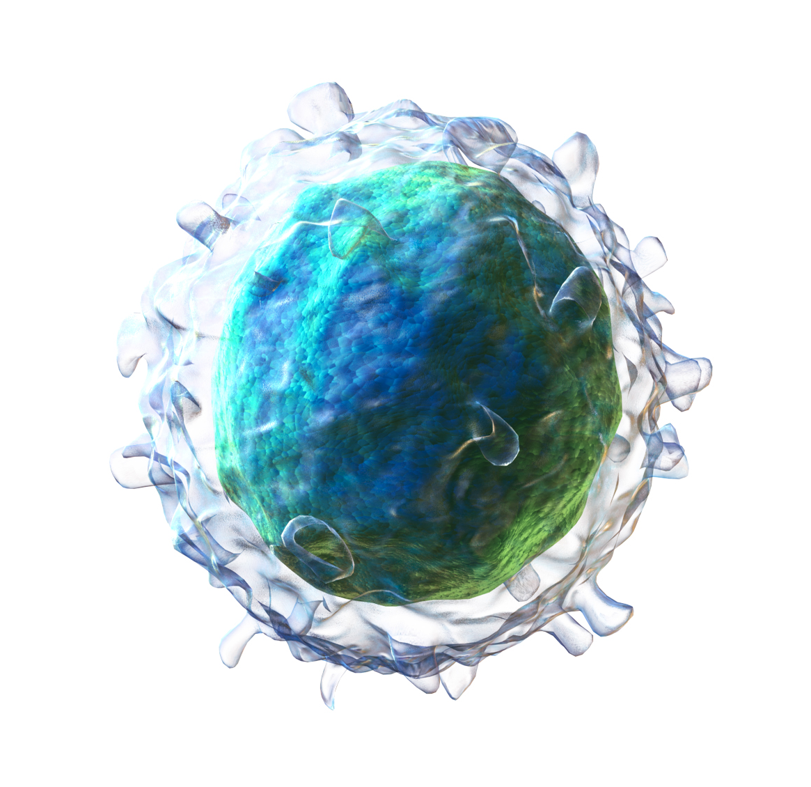 <p>very large nucleus, defends against pathogens, and fights tumors/viruses (20 - 40%)</p>