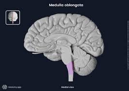 <p>The <strong><em></strong></em>__ is the part of the brainstem that regulates vital functions such as heart rate, blood pressure, and breathing.</p>