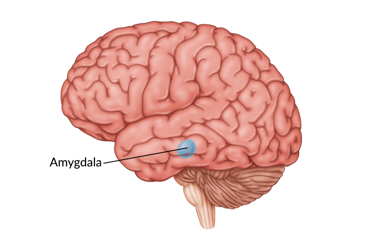 <p>brain structure located near the hippocampus, responsible for fear responses and memory of fear</p>