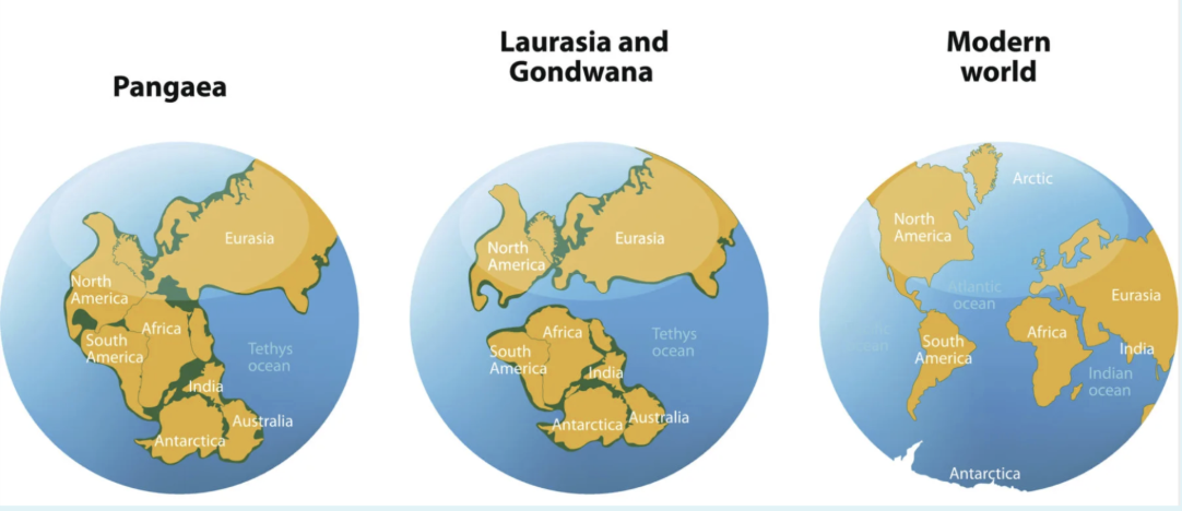 <p><span style="background-color: transparent;"><span>The movement of continents</span></span></p>