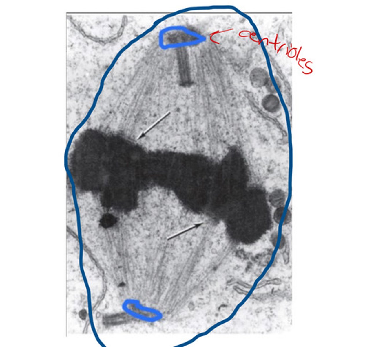 <p>Structure that separates chromosomes during mitosis.</p>