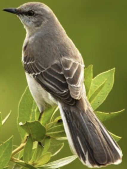 <p>what is this bird </p>