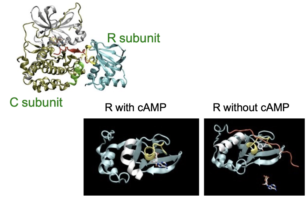 <ul><li><p><strong>Pseudo-substrate domain</strong> (red) on regulatory subunit blocks catalytic site in inactive PKA</p></li><li><p><strong>With cAMP bound:</strong> pseudo-substrate <strong>retracts</strong>, freeing catalytic subunit → PKA active</p></li><li><p><strong>Without cAMP:</strong> pseudo-substrate <strong>extends</strong>, blocking substrate binding → PKA inactive</p></li></ul><p></p>