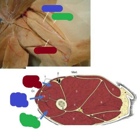<p>(blue) cranial to vastus medialis</p><p>Origin: ilium</p><p>Insertion: tibial tuberosity</p><p>Action: extension of the stifle/flexion of the hip</p>
