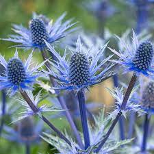 <p><img src="https://m.media-amazon.com/images/I/61EcNaO2osL.jpg" alt="Amazon.com : 25 Blue Star Seeds to Plant Grow Sea Holly, Eryngium Flower  Seeds : Patio, Lawn &amp; Garden"></p>