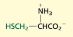 <p>POLAR→ non-charged</p><p>Sulfur Containing</p><p>created by 2 disulfide-linked cysteine residues[important in protein folding and structure</p>