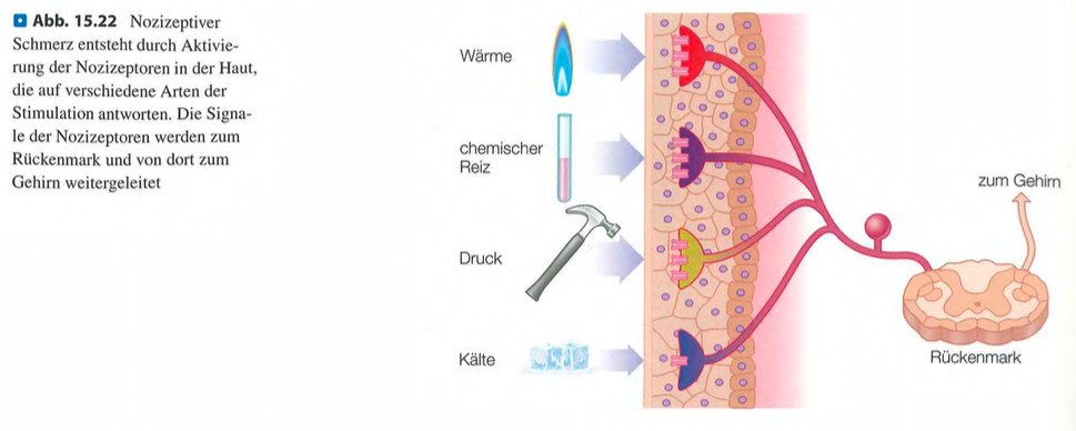 <p class=""><strong>Kurzfassung:</strong><br>Schmerz dient als lebenswichtiges Warnsystem. Es gibt drei Haupttypen: <strong>nozizeptiv (Gewebeschädigung)</strong>, <strong>entzündlich</strong> und <strong>neuropathisch</strong> (Nervenschädigung). Der Schwerpunkt liegt auf <strong>nozizeptivem Schmerz</strong>, der durch <strong>Reize an der Haut</strong> wie Hitze, Druck oder Chemikalien ausgelöst wird.</p><div data-type="horizontalRule"><hr></div><p class=""><strong>Langfassung:</strong></p><ul><li><p class=""><strong>Funktion von Schmerz:</strong></p><ul><li><p class=""><strong>Schützt den Körper</strong> vor Verletzungen und warnt vor Gefahren</p></li><li><p class="">Menschen ohne Schmerzempfinden (z. B. durch genetische Defekte) sind <strong>hochgradig gefährdet</strong>, da sie Schäden nicht bemerken</p></li></ul></li></ul><p class=""></p><ul><li><p class=""><strong>Definition (IASP):</strong></p><ul><li><p class="">Schmerz = <strong>unangenehmes Sinnes- und Gefühlserlebnis</strong> bei <strong>tatsächlicher oder potenzieller Gewebeschädigung</strong></p></li></ul></li></ul><p class=""></p><ul><li><p class=""><strong>Drei Schmerzarten (Scholz & Woolf, 2002):</strong></p><ul><li><p class=""><strong>Nozizeptiver Schmerz:</strong></p><ul><li><p class="">Durch Aktivierung spezialisierter <strong>Nozizeptoren</strong> in der Haut</p></li><li><p class="">Reagieren auf starke mechanische, thermische oder chemische Reize</p></li></ul></li></ul><p class=""></p><ul><li><p class=""><strong>Entzündungsschmerz:</strong></p><ul><li><p class="">Bei <strong>Gewebeschäden</strong>, <strong>Entzündungen</strong> oder <strong>Tumorerkrankungen</strong></p></li></ul></li></ul><p class=""></p><ul><li><p class=""><strong>Neuropathischer Schmerz:</strong></p><ul><li><p class="">Bei Schäden im <strong>Nervensystem</strong> (z. B. Karpaltunnelsyndrom, Schlaganfall)</p></li></ul></li></ul></li></ul><p class=""></p><ul><li><p class=""><strong>Fokus des Textes:</strong></p><ul><li><p class=""><strong>Nozizeptiver Schmerz</strong> durch Reize an der Haut</p></li><li><p class="">Weitere Schmerzarten werden <strong>ergänzend</strong> behandelt, um ein umfassendes Bild zu geben</p></li></ul></li></ul><p></p>