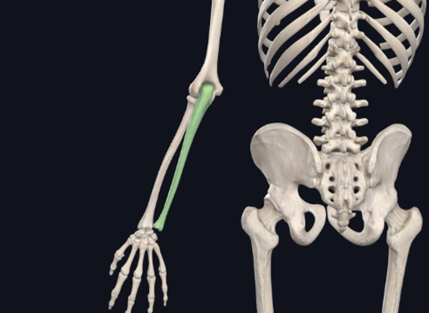 <p>Name the bone immediately proximal to the bone indicated in green in the previous image.</p>