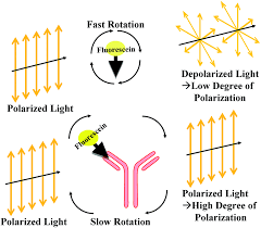 <ul><li><p>tagged Ag binds to Rgt ab</p></li><li><p>increases polarized light</p></li></ul><p></p>