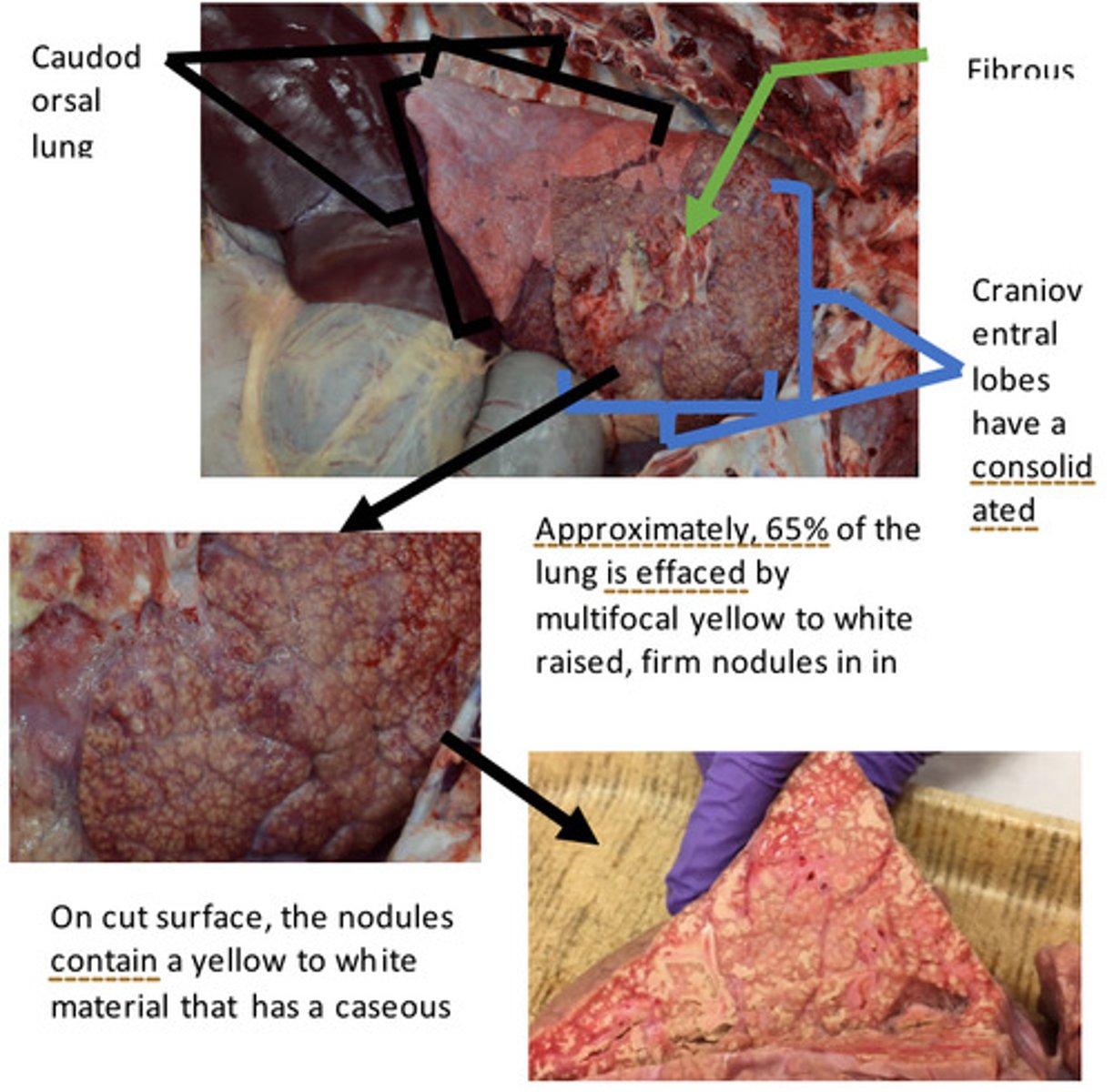 <p>Provide morphological diagnosis</p>