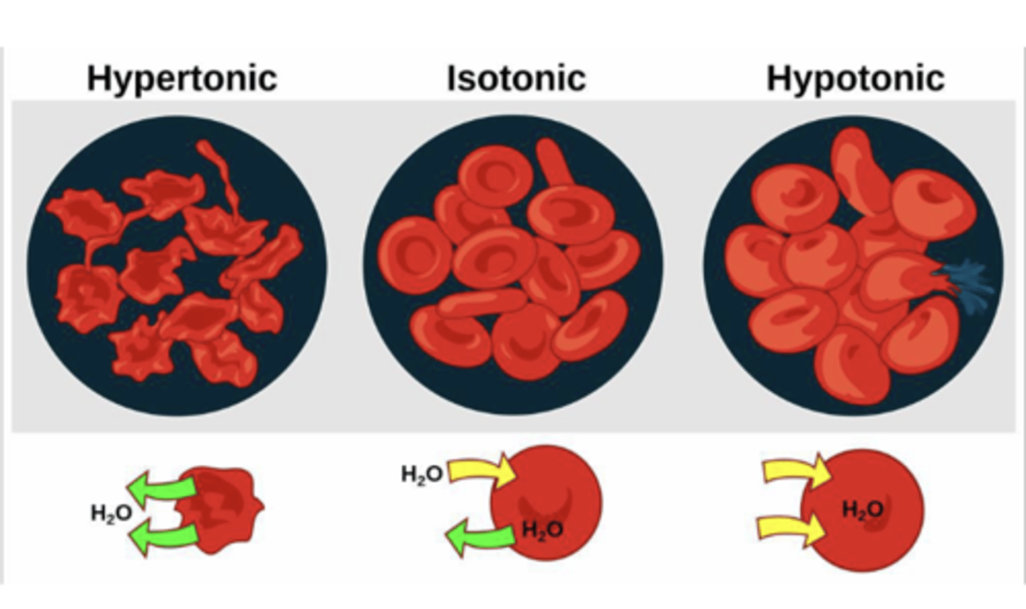 <p>hypotonic or hypertonic will lead to hemolysis or crenation (shrinkage)</p><p>(ex: dextrose, sodium chloride, potassium chloride)</p><p>(hypertonic- high conc. of solute in body fluid , leads to shrinkage hypotonic- cells swell isotonic- osmotic pressure within cell and body fluid are similar)</p>