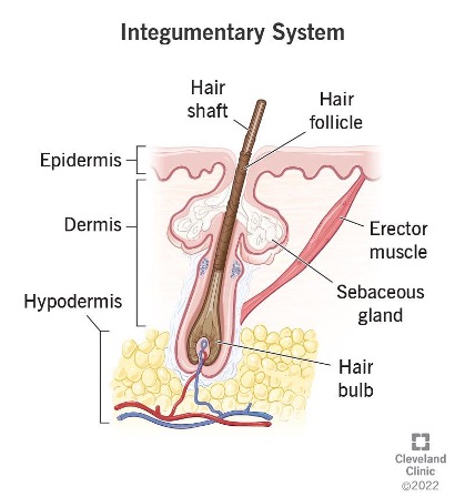 <p>parts of hair</p>