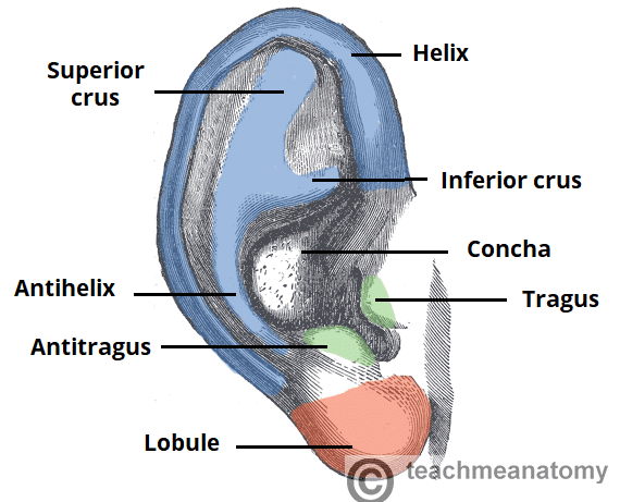 <p><span style="color: rgb(238, 240, 255)">primarily composed of elastic cartilage covered by skin. This cartilage gives the ear its shape and flexibility.</span></p>