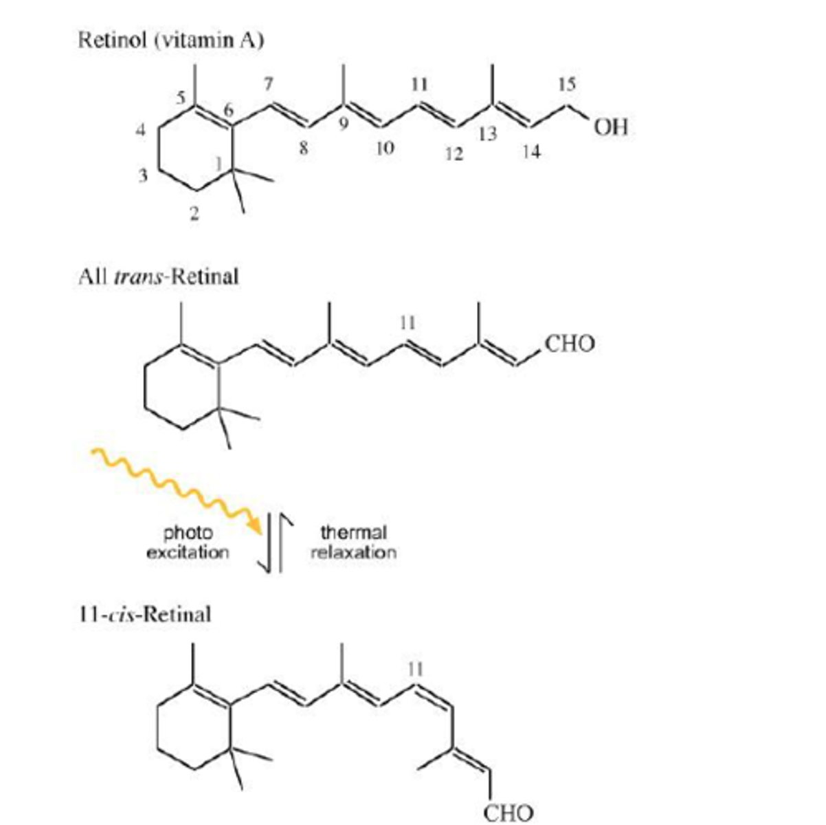 <p>-photoisomerization: changing from one isomer to another by the energy of light</p><p>-isomer change of retinal drives the conformational change of opsin "channels" , opens the channelrhodopsin pores</p><p>~the specific double bond of all-trans-retinal that can only be excited by blue light gets broken</p><p>~the formed double bond is a single bond for a few moments</p><p>~single bond can move around (unstable)</p><p>~the unstable single bond decays</p><p>~new cis double bond formed</p><p>~trans retinal=close gate chanrhod</p><p>~cis retinal=open gate chanrhod</p><p>~essentially breaking and swiveling of a specific bond to open an close the channel gate due to photon absorption</p>