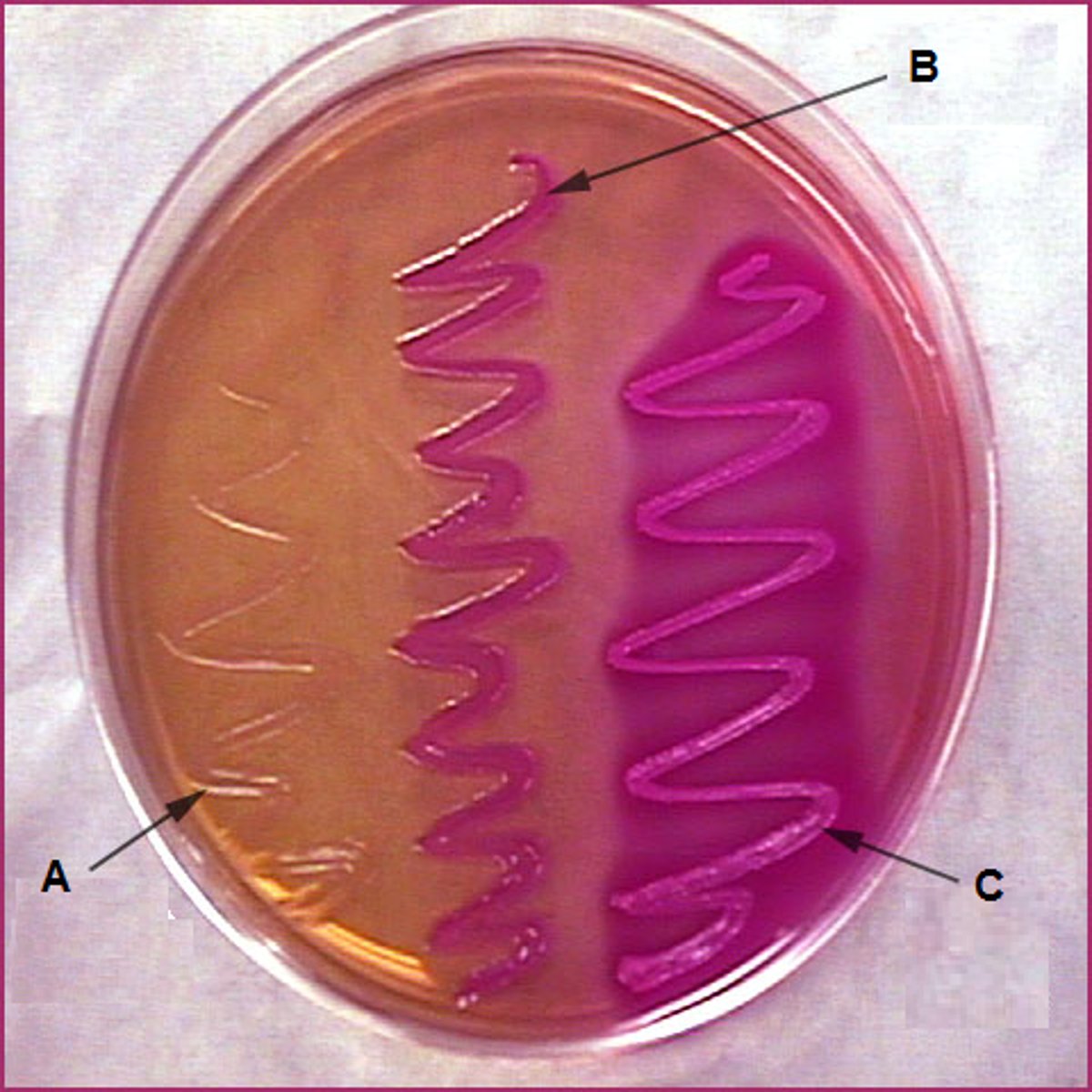 <p>Pink and Red/ Tan</p>