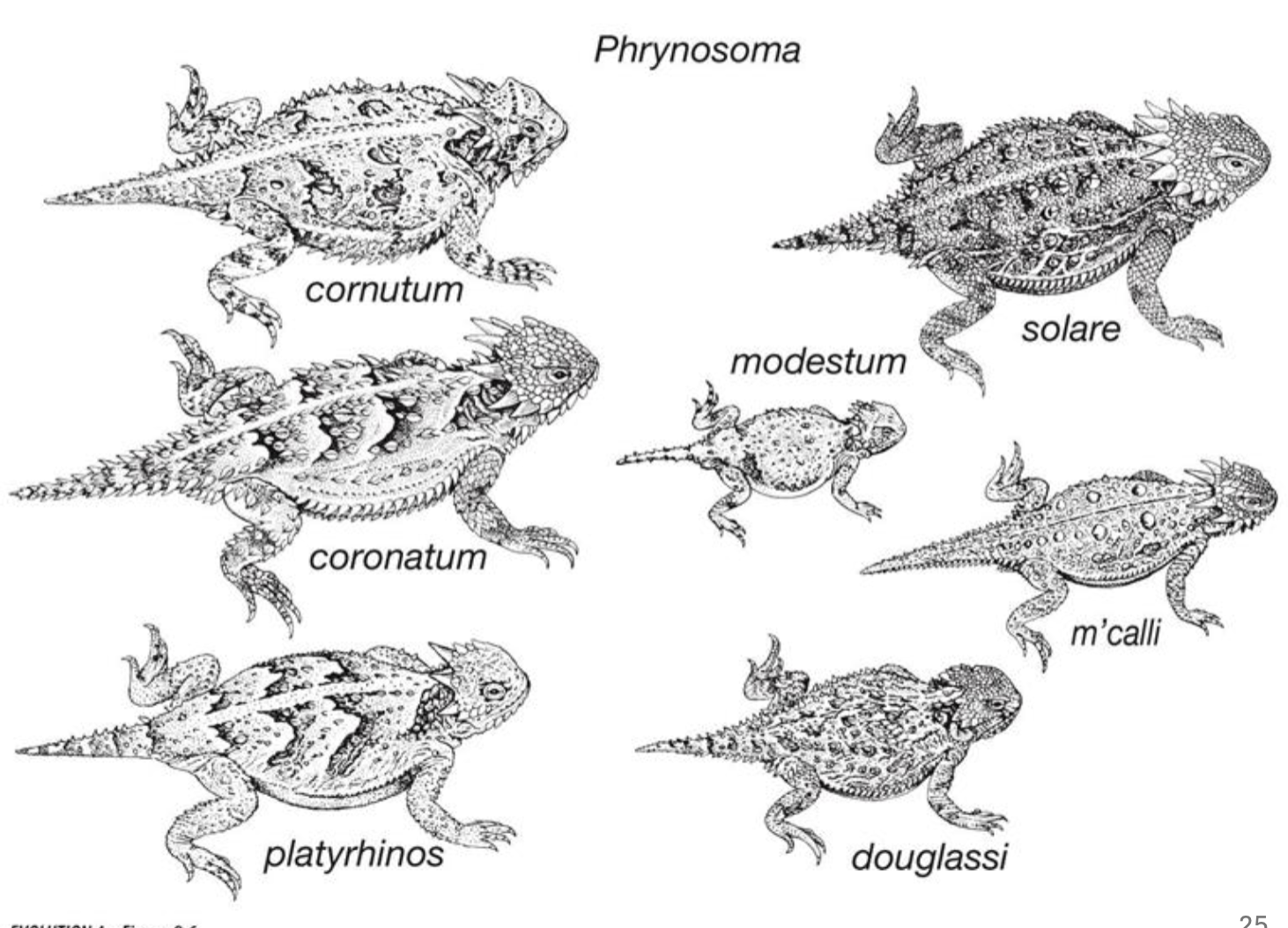 <p>Morphological Species Concept</p>