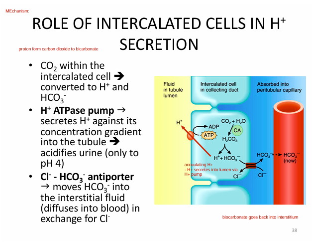 <p>(Inside intercalated disk)</p><p>1) CO2 converted to H+ &amp; HCO3- </p><p>2) H+ ATPase pump uses ATP to bring H+ into lumen (excrete it) (makes urine acidic)</p><p>2) Cl- + HCO3- antiporter<br>- Cl- into cell<br><span style="color: yellow"><strong>- HCO3- into interstitium (that good shit)</strong></span></p>