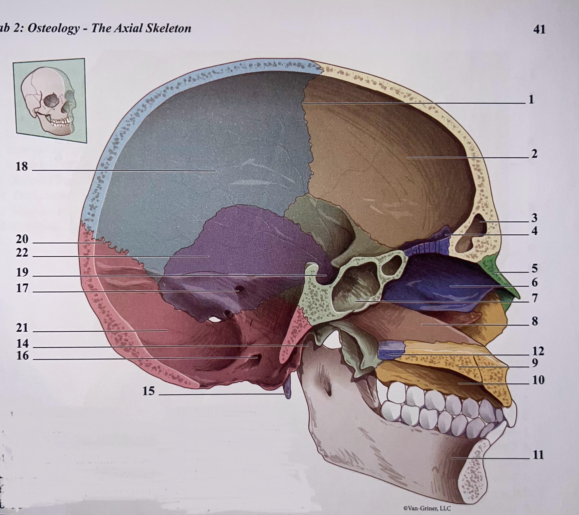 <p>21</p>