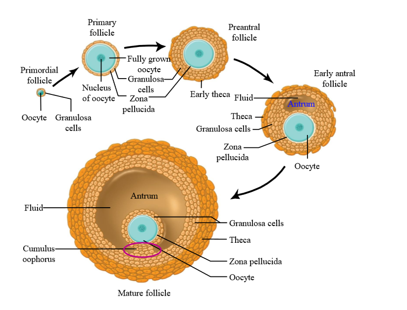 <p>A primary oocyte surrounded by a single layer of follicle cells</p>