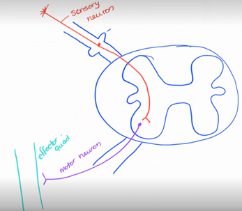 <ul><li><p><strong>Patellar reflex </strong><span>(</span>knee-jerk)</p></li><li><p>Patellar tendon is attached to the tibia and to the quad muscles</p></li><li><p>Tendon pulls on the quadricep and stretches the muscle</p></li><li><p>This then causes the tibia to jerk up</p></li></ul><p></p>