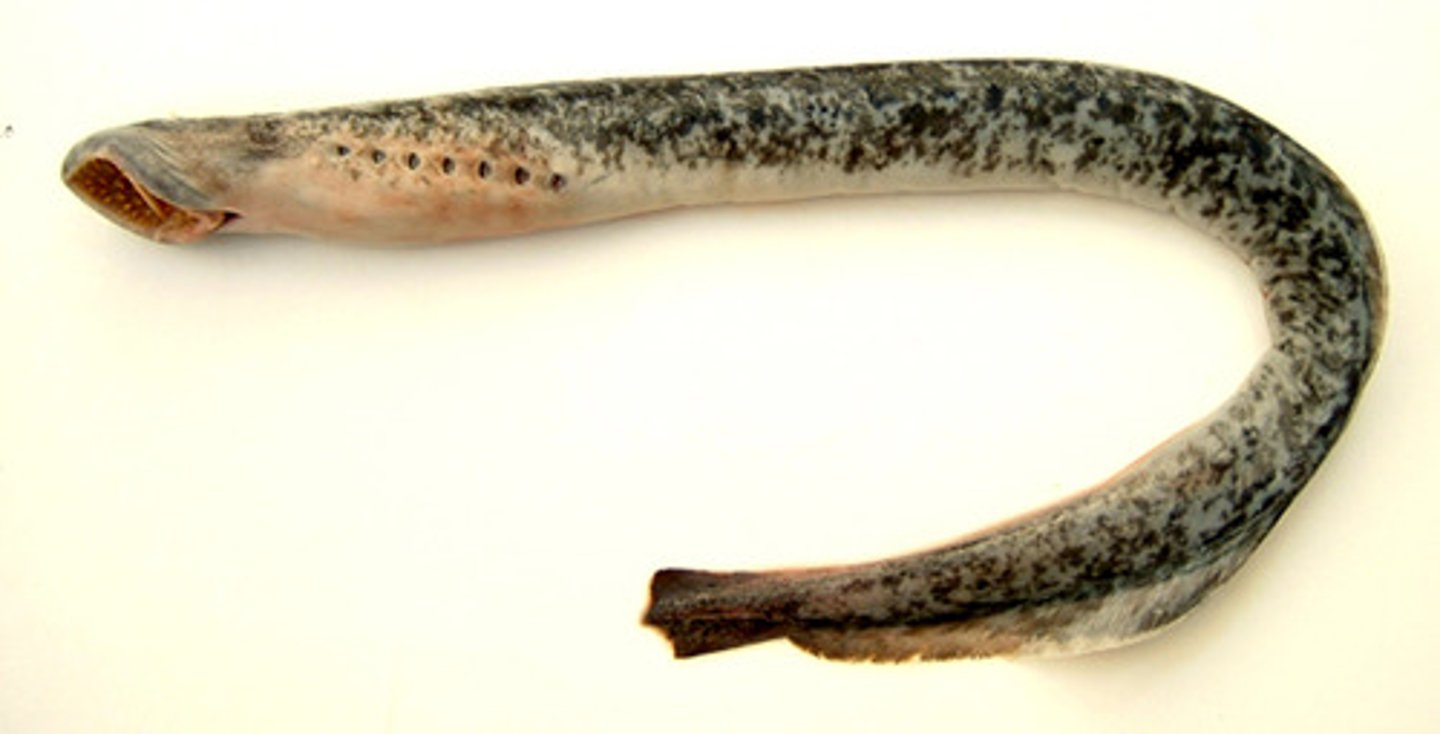 <p>Sea Lamprey</p>